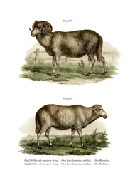 Spanish Sheep